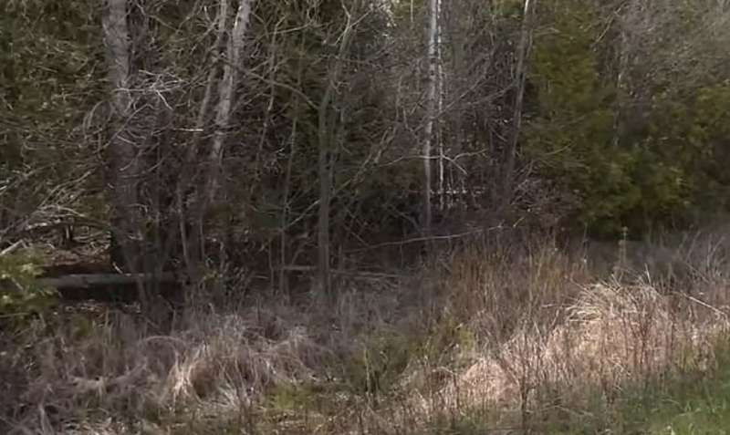 alpena il bosco della tentata aggressione