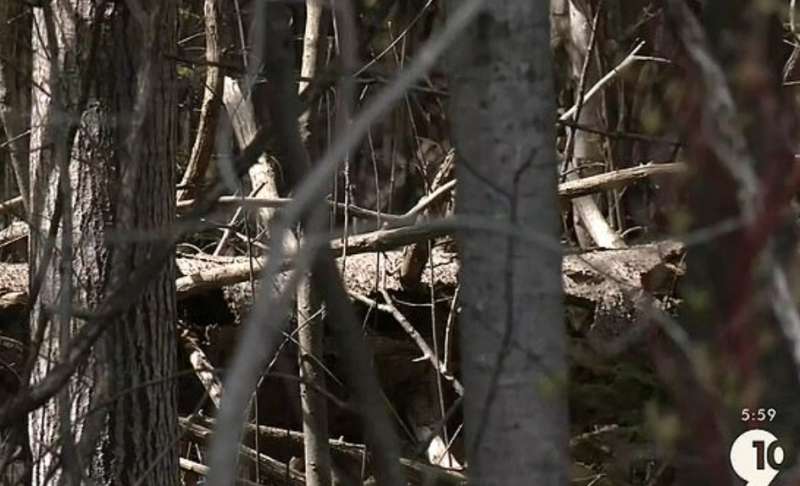 alpena il bosco della tentata aggressione