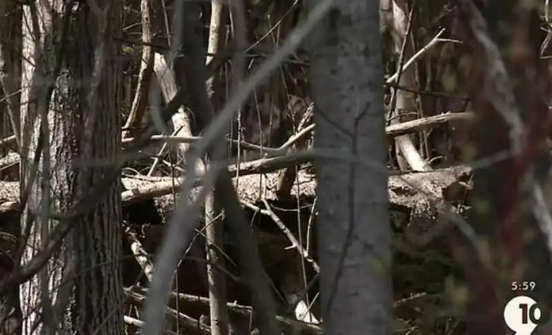 alpena   il bosco della tentata aggressione  