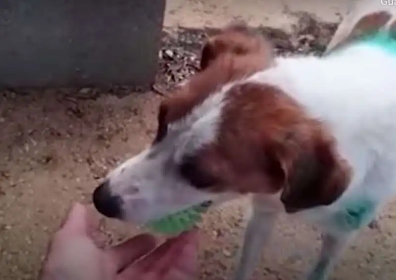 cane abbandonato tra la spazzatura a ragusa 3