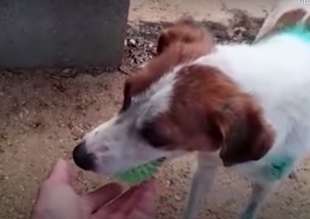 cane abbandonato tra la spazzatura a ragusa 3