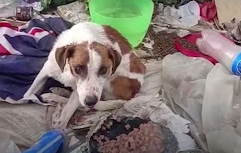 cane abbandonato tra la spazzatura a ragusa 5