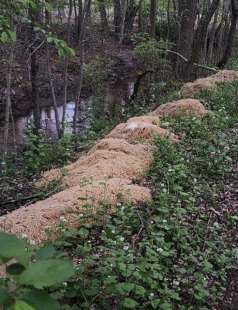 CENTINAIA DI CHILI DI PASTA COTTA ABBANDONATI NEL BOSCO