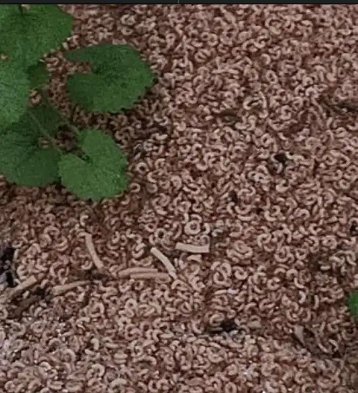 CENTINAIA DI CHILI DI PASTA COTTA ABBANDONATI NEL BOSCO