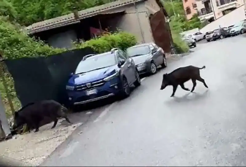 cinghiali a trevignano romano 