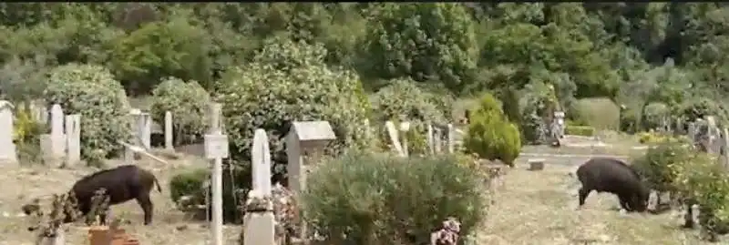 cinghiali al cimitero di prima porta 3