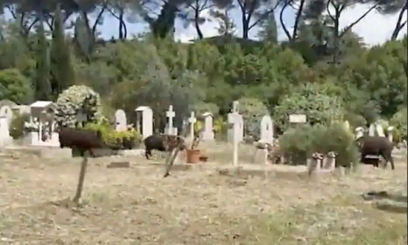 cinghiali al cimitero di prima porta 4