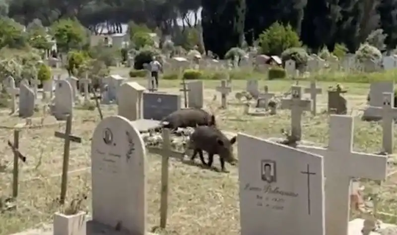 cinghiali al cimitero di prima porta 5