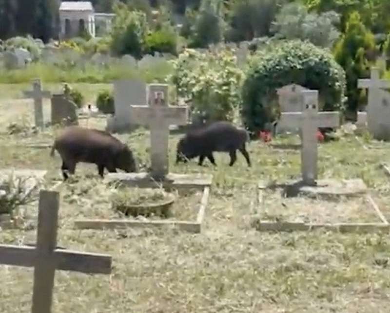 cinghiali al cimitero di prima porta 6