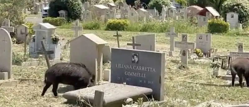 cinghiali al cimitero di prima porta 7