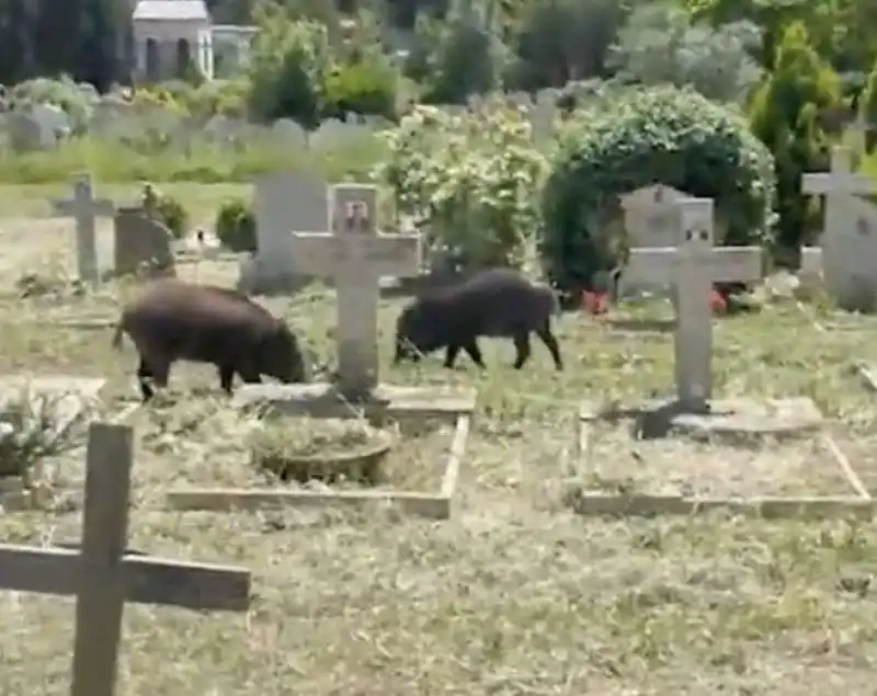 cinghiali al cimitero di prima porta 8