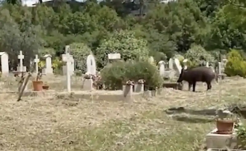 cinghiali al cimitero di prima porta1