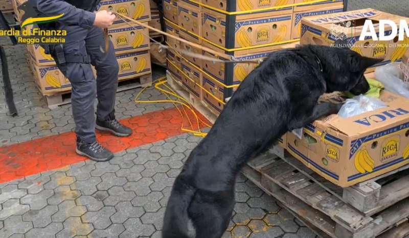 cocaina nascosta tra le banane al porto di gioia tauro