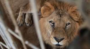 LEONE IN UNO ZOO DI GAZA