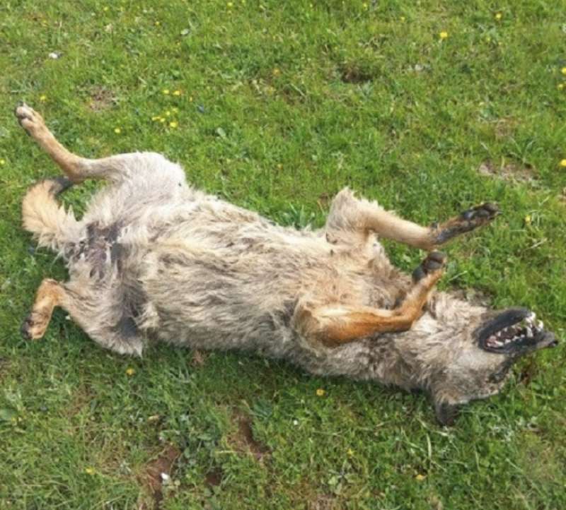 LUPO AVVELENATO IN ABRUZZO