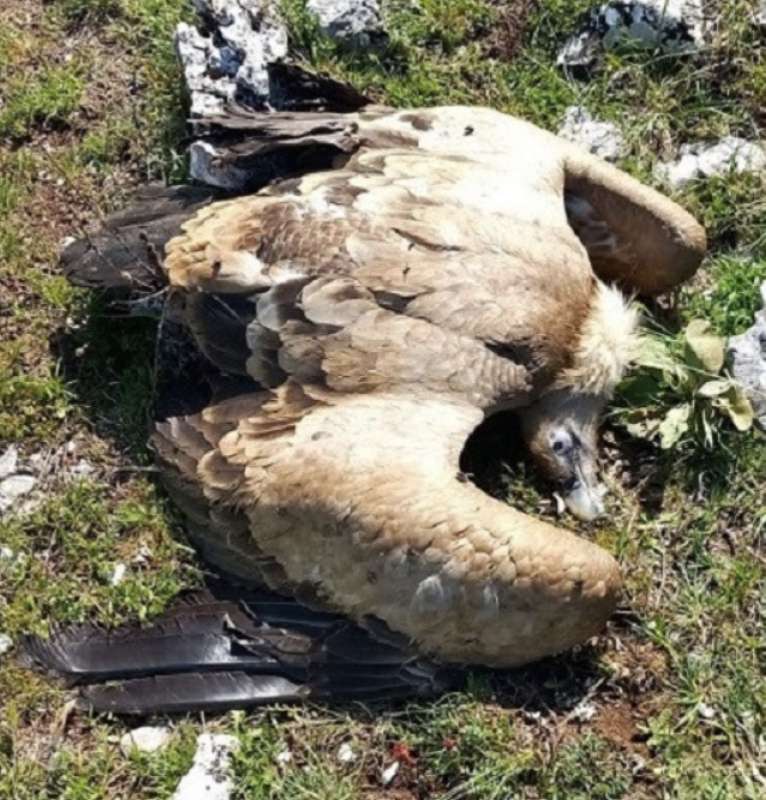 UCCELLO MORTO PER AVER MANGIATO CARNE AVVELENATA IN ABRUZZO