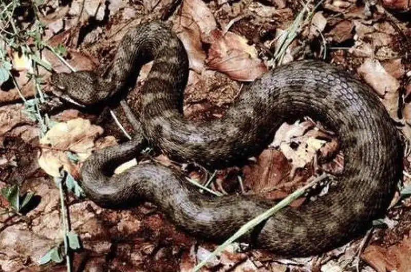 vipera