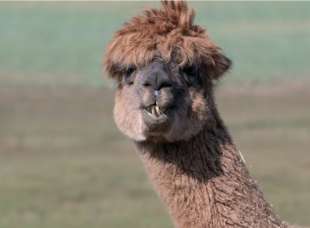 alpaca