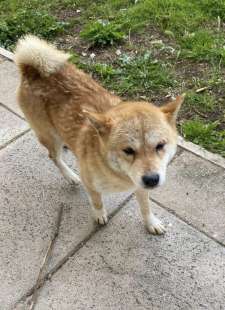 cane sale su un bus e scappa 2