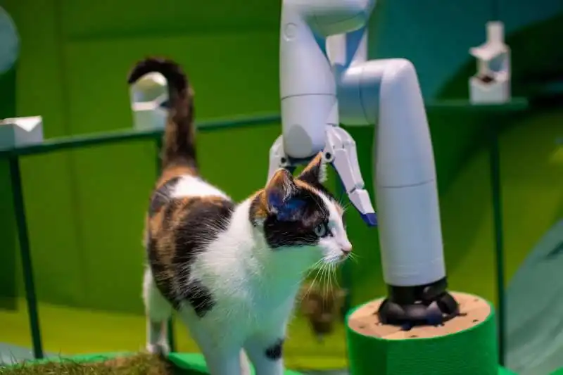 cat royale   il robot per gatti  2