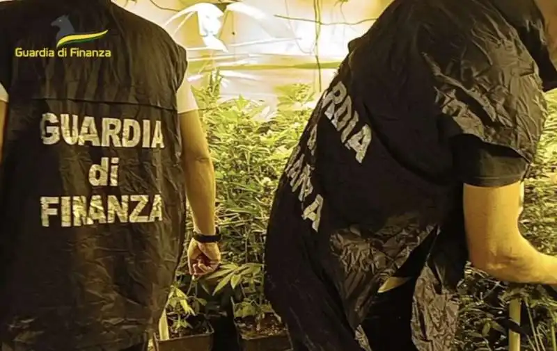 coltivazione di cannabis in un locale confiscato   3