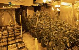 coltivazione di cannabis in un locale confiscato 4