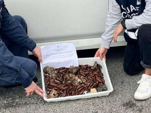 DATTERI DI MARE SEQUESTRATI DALLA GUARDIA COSTIERA