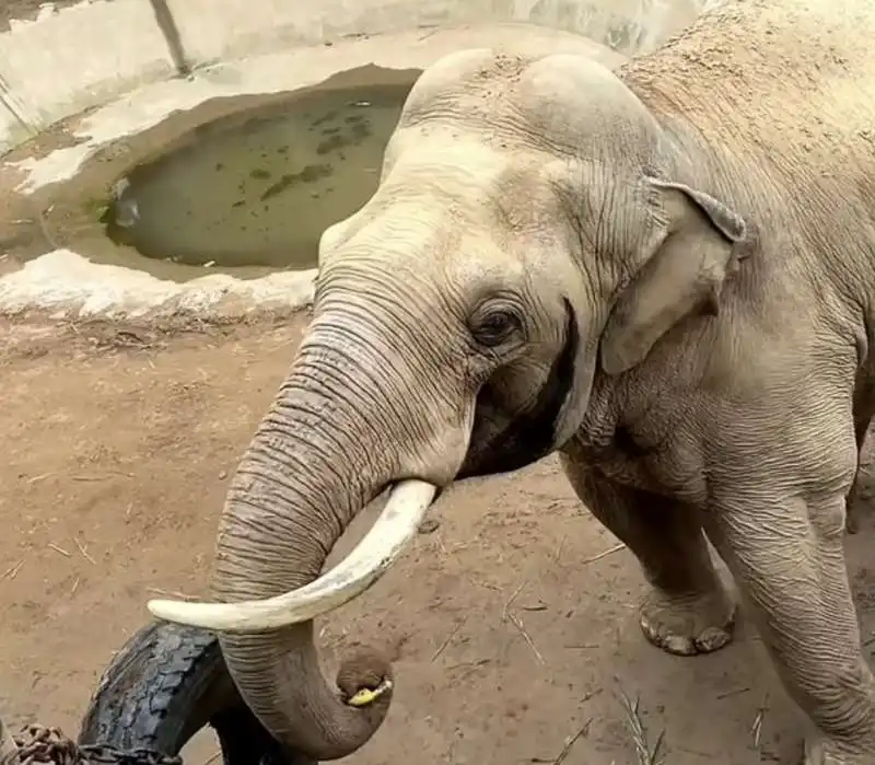 ELEFANTE RESTITUISCE SCARPETTA A UN BAMBINO IN CINA