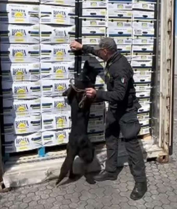 finte banane con cocaina finta - porto di gioia tauro