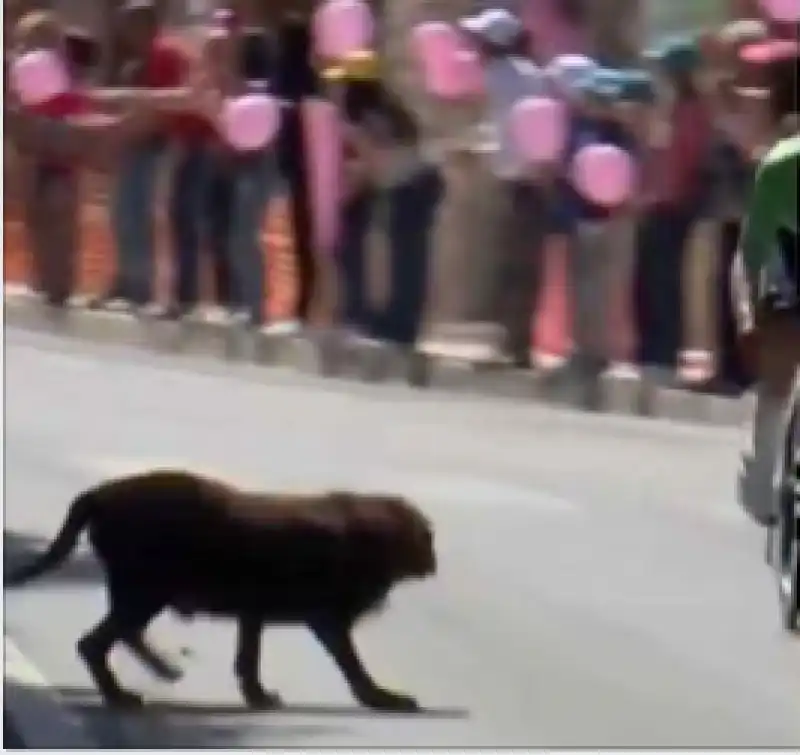 giro d'italia cane attraversa la strada