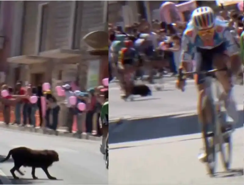 giro d'italia cane attraversa la strada