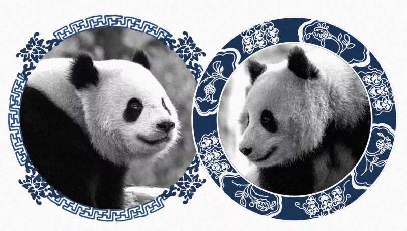 i panda cinesi bao li e qing bao