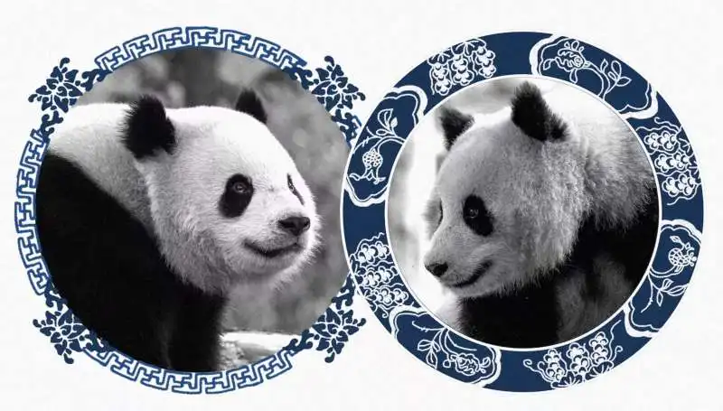 i panda cinesi bao li e qing bao    