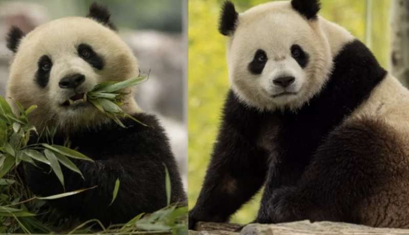 i panda cinesi bao li e qing bao