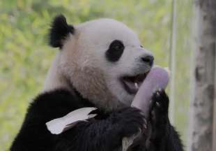 il panda bao li