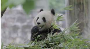 il panda qing bao