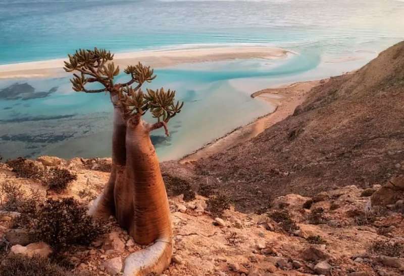 isola di Socotra in Yemen