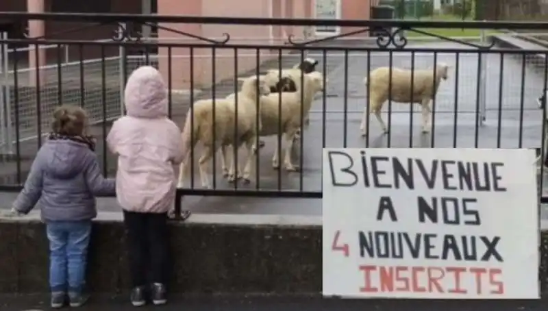 PECORE A SCUOLA IN FRANCIA