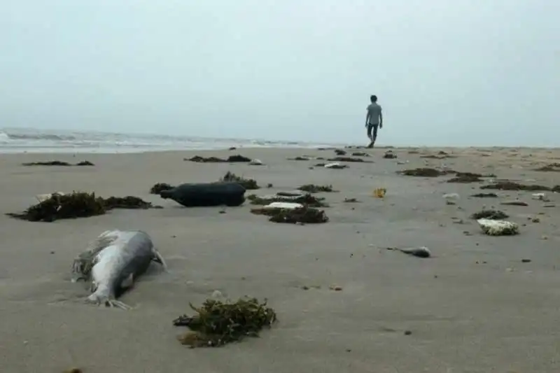 PESCI MORTI IN VIETNAM A CAUSA DI ONDATA DI CALORE. 