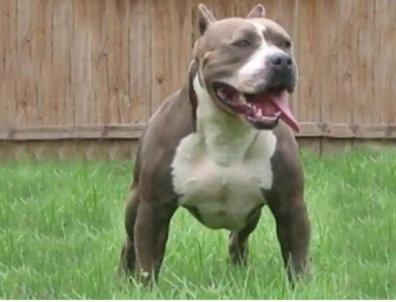 pitbull