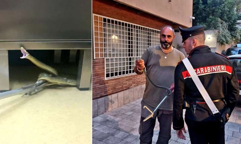 serpente in una clinica di roma 1