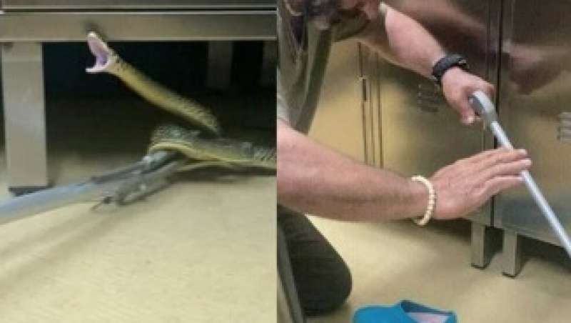 serpente in una clinica di roma 5