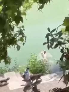 turista fa il bagno nel tevere