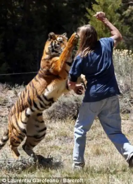 ADDESTRATORE RANDY MILLER CON LA SUA TIGRE EDEN 