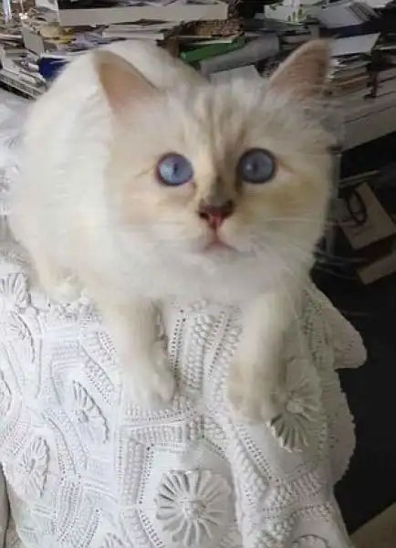 CHOUPETTE LA GATTA DI KARL LAGERFELD 