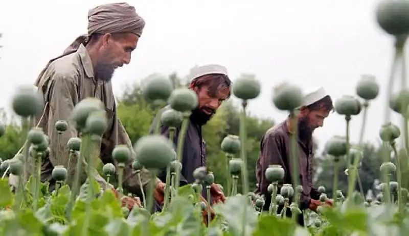 LA COLTIVAZIONE DELLOPPIO IN AFGHANISTAN 