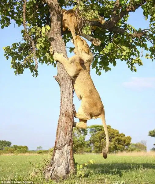 LEONI GIOCANO SU UN ALBERO IN ZIMBABWE 