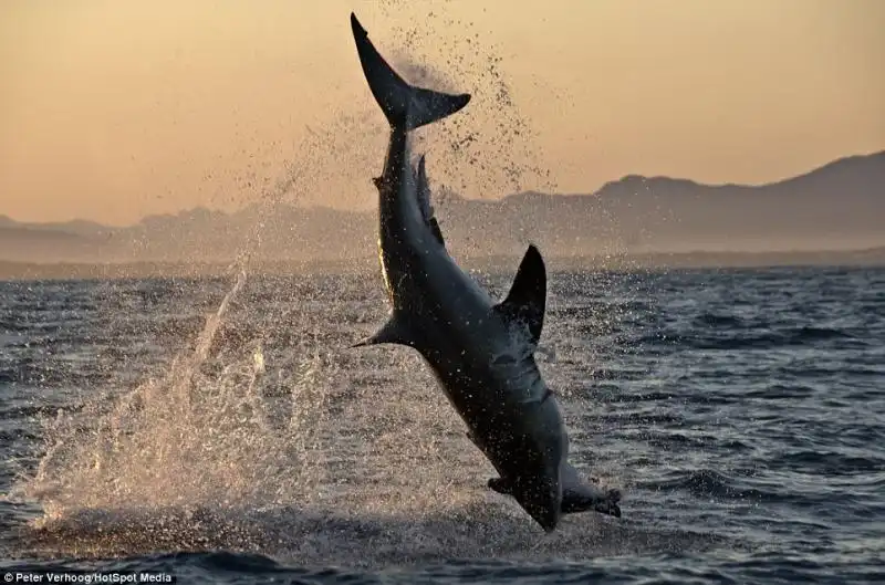 SQUALO BIANCO CACCIA UNA FOCA NEI MARI DEL SUDAFRICA 