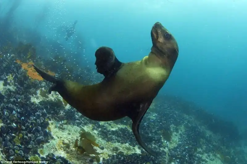 SQUALO BIANCO CACCIA UNA FOCA NEI MARI DEL SUDAFRICA 