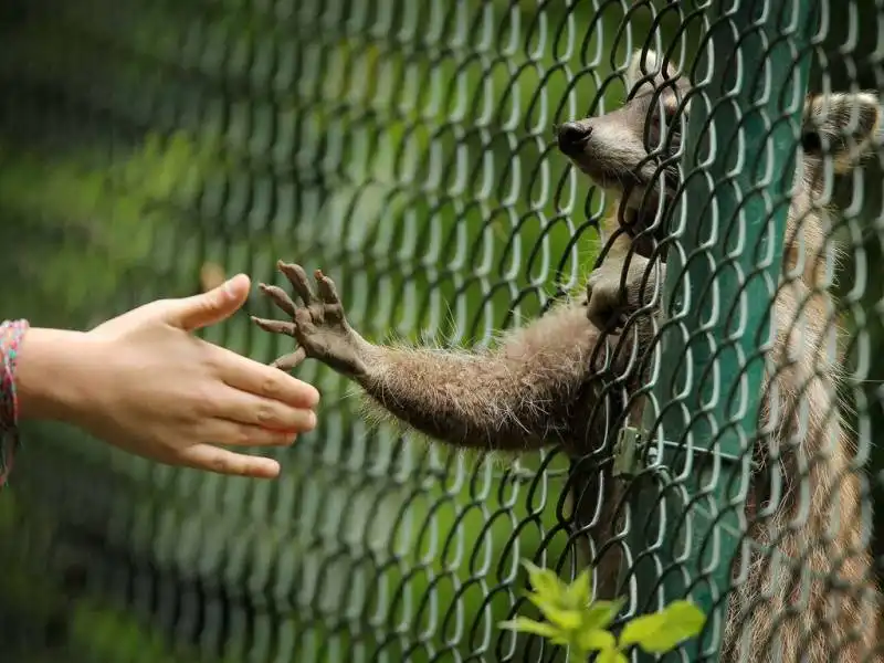 allo zoo di wiesbaden,